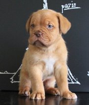 Akc Registered Dogue De Bordeaux Puppies For Sale