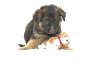 cute german shepherd puppies for sale 