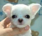cute chihuahua pup for sale