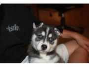 Home Raise Alaskan Klee Kai Puppies for sale