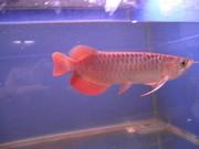 red tail arowana fish and others for sale