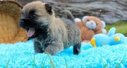 tinning Cairn Terrier Puppies For Sale