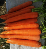 Supplies of Carrots By Wholesale - For Export