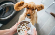 best grain-free dry dog food Australia