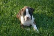 Boxer Puppies For Sale 