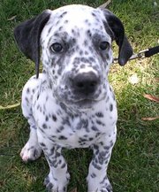 lovely dalmatian pup for sale