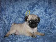 Pug puppies for new homes